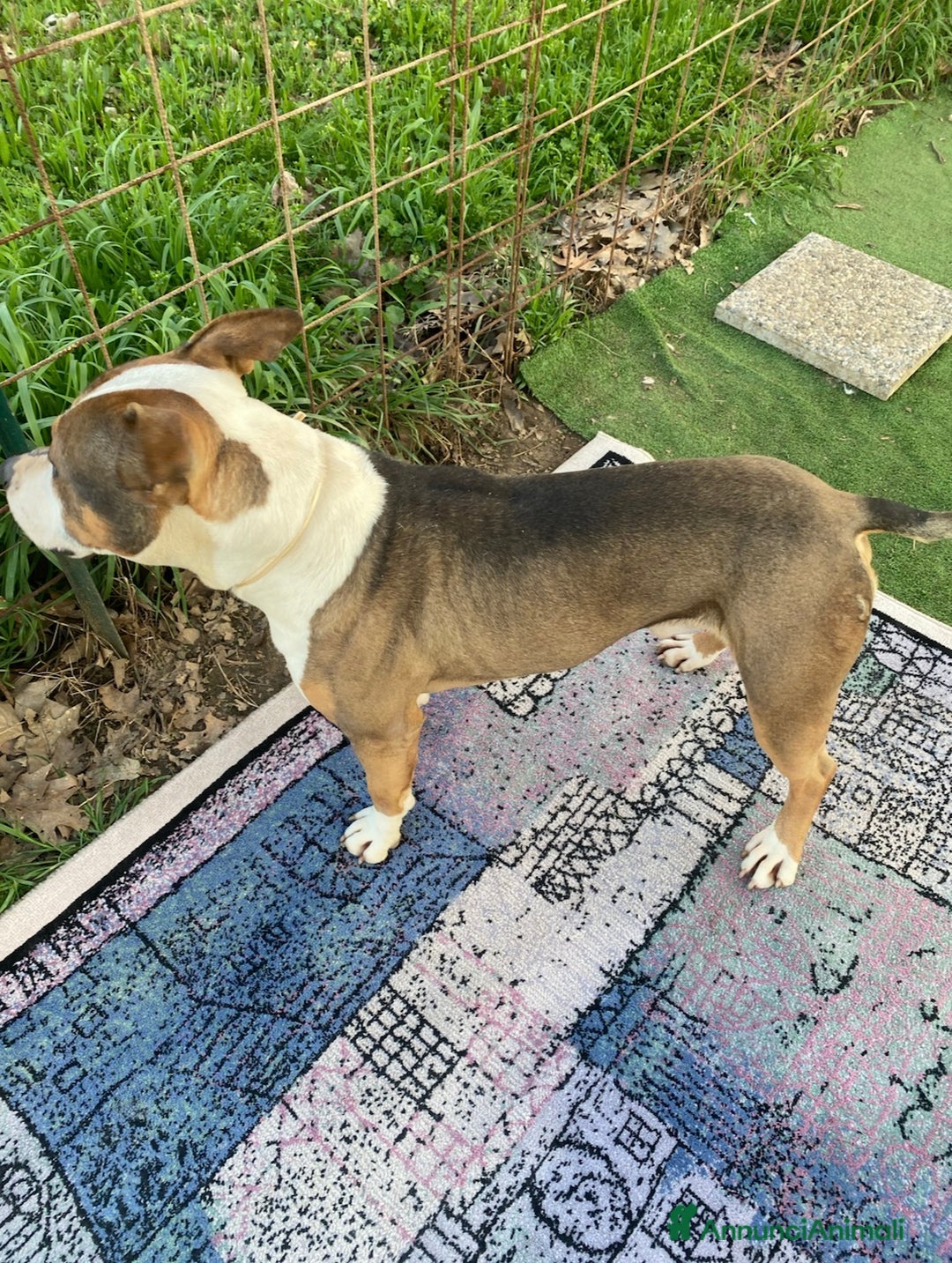 American Bully cani in regalo: American Bully di 3 anni - Annuncio 4