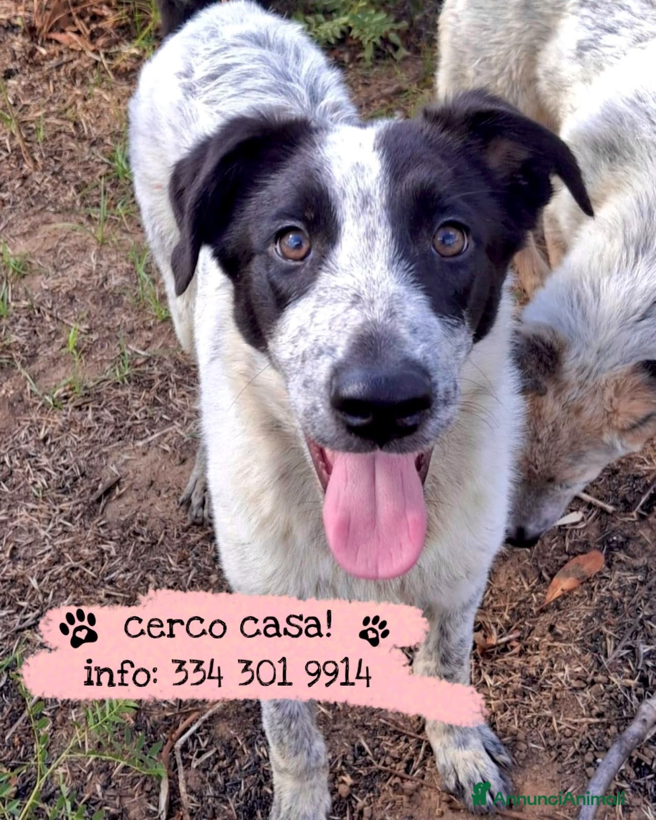 Meticcio cani GIULIA 🩷 DUE OCCHI CHE NON PASSANO INOSSERVATI - Annuncio 38