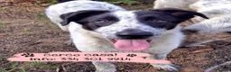 Meticcio cani in regalo: GIULIA 🩷 DUE OCCHI CHE NON PASSANO INOSSERVATI a Provincia di Parma - Annuncio 1