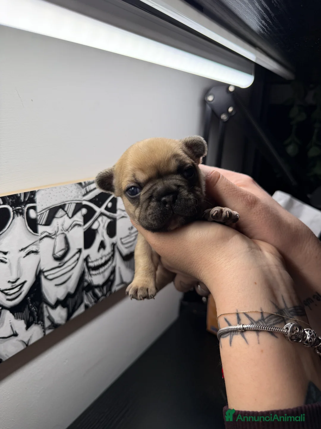 Bulldog Francese cani in vendita: Bulldog francese  - Annuncio 2