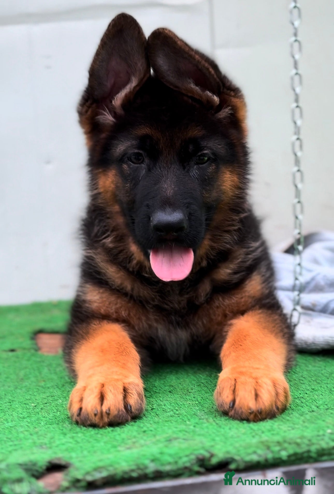 Pastore Tedesco cani Cuccioli Pastore Tedesco a Provincia di Salerno - Annuncio 2