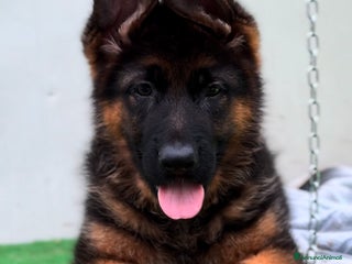 Pastore Tedesco cani Cuccioli Pastore Tedesco a Provincia di Salerno - Annuncio 6