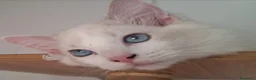 Ragdoll gatti in vendita: Cucciole Ragdoll  - Annuncio 5