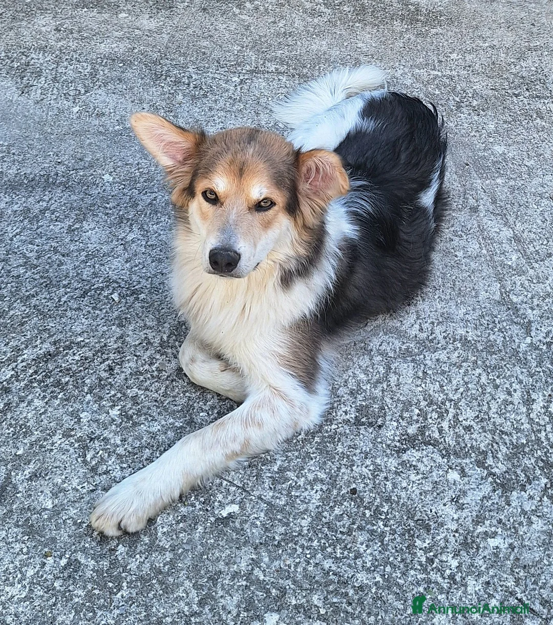 Meticcio cani in regalo: Kaan 8 mesi mix border collie  - Annuncio 6