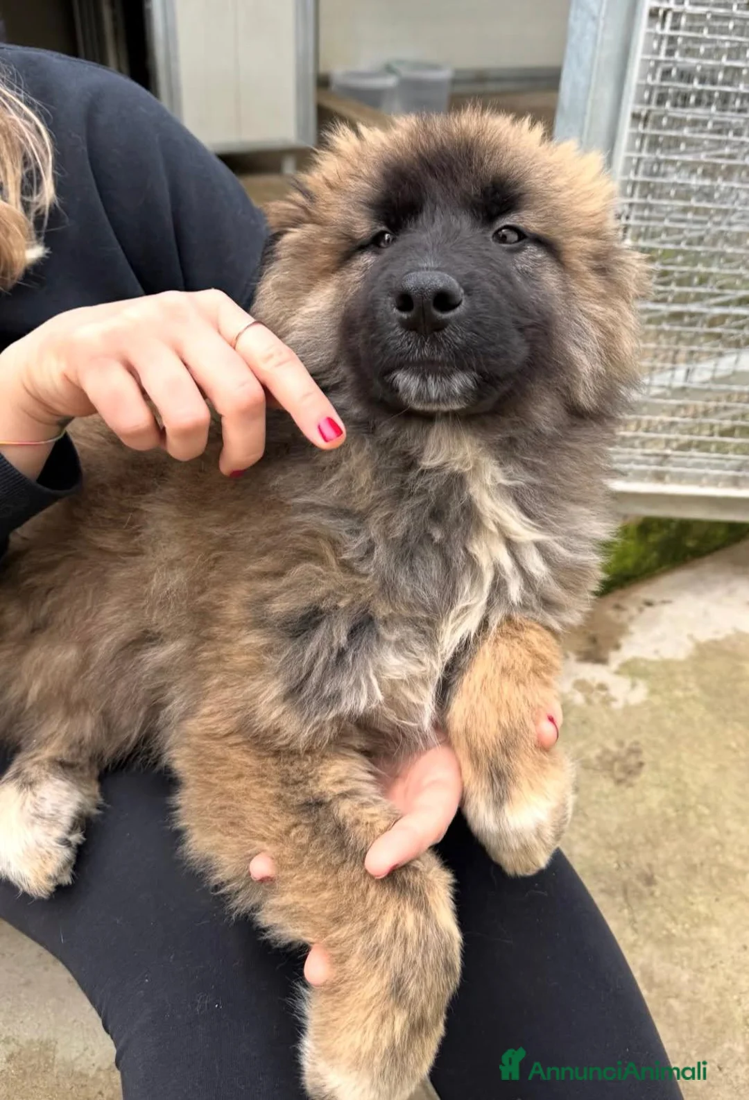 Meticcio cani in regalo: Bobby: 4 mesi taglia grande  - Annuncio 15