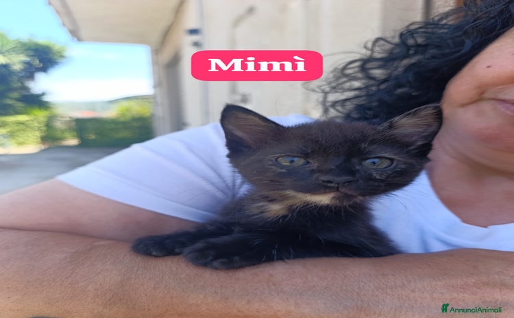 Meticcio gatti a Città metropolitana di Milano - Annuncio 6