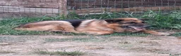 Meticcio cani in regalo: PASTORE TEDESCO DI 13 ANNI a Provincia di Siena - Annuncio 2