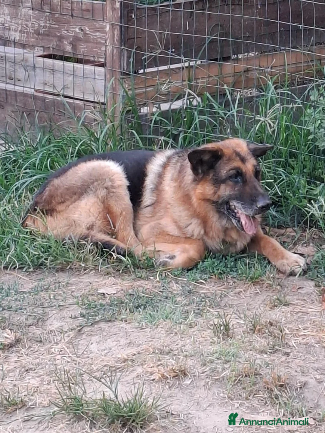 Meticcio cani in regalo: PASTORE TEDESCO DI 13 ANNI a Provincia di Siena - Annuncio 2