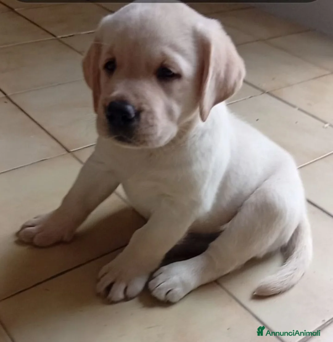 Labrador cani in vendita: Cuccioli di Labrador Retriever - Annuncio 2