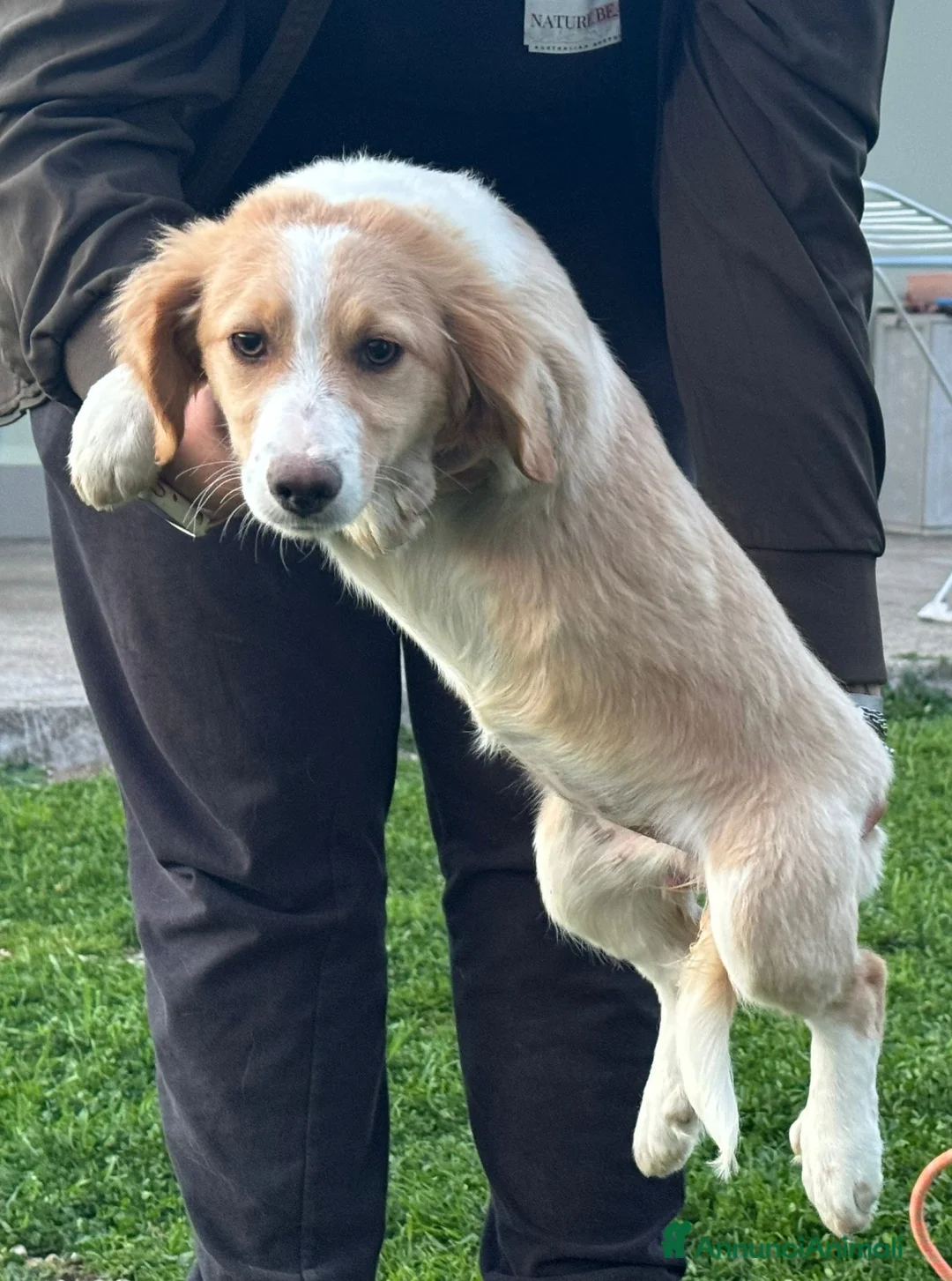 Australian Shepherd cani in regalo: Cucciole MIX pastore australiano - Annuncio 2