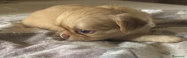 BART CHIHUAHUA PELO LUNGO LILAC