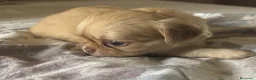 Chihuahua cani in vendita: CUCCIOLI CHIHUAHUA - Annuncio 6