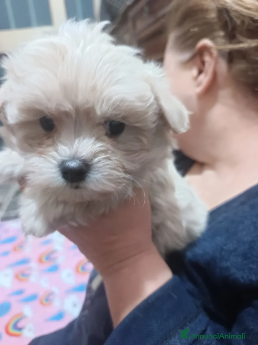 Maltese cani in vendita: Ultimo maschietto genitori maltesi pedigree ENCI  - Annuncio 3