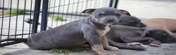 Pitbull cani in vendita: Cuccioli Pit Bull pronta consegna anche a rate - Annuncio 8