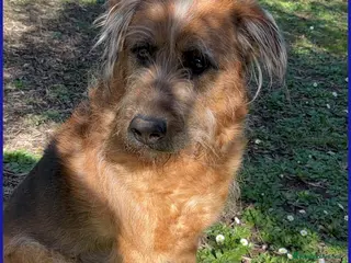 Spinone cani FRED FLINSTONES, SALVATO DA UN CANILE, IL SUO CIUF - Annuncio 1