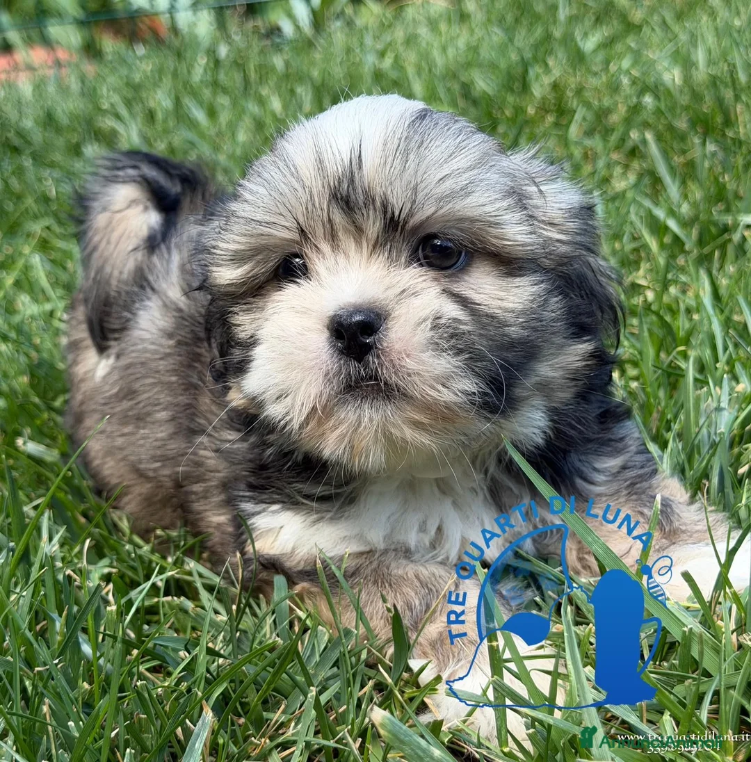 Maltipoo cani in vendita: Lhasa Apso Maltipoo Barboncino Tre Quarti di Luna - Annuncio 2