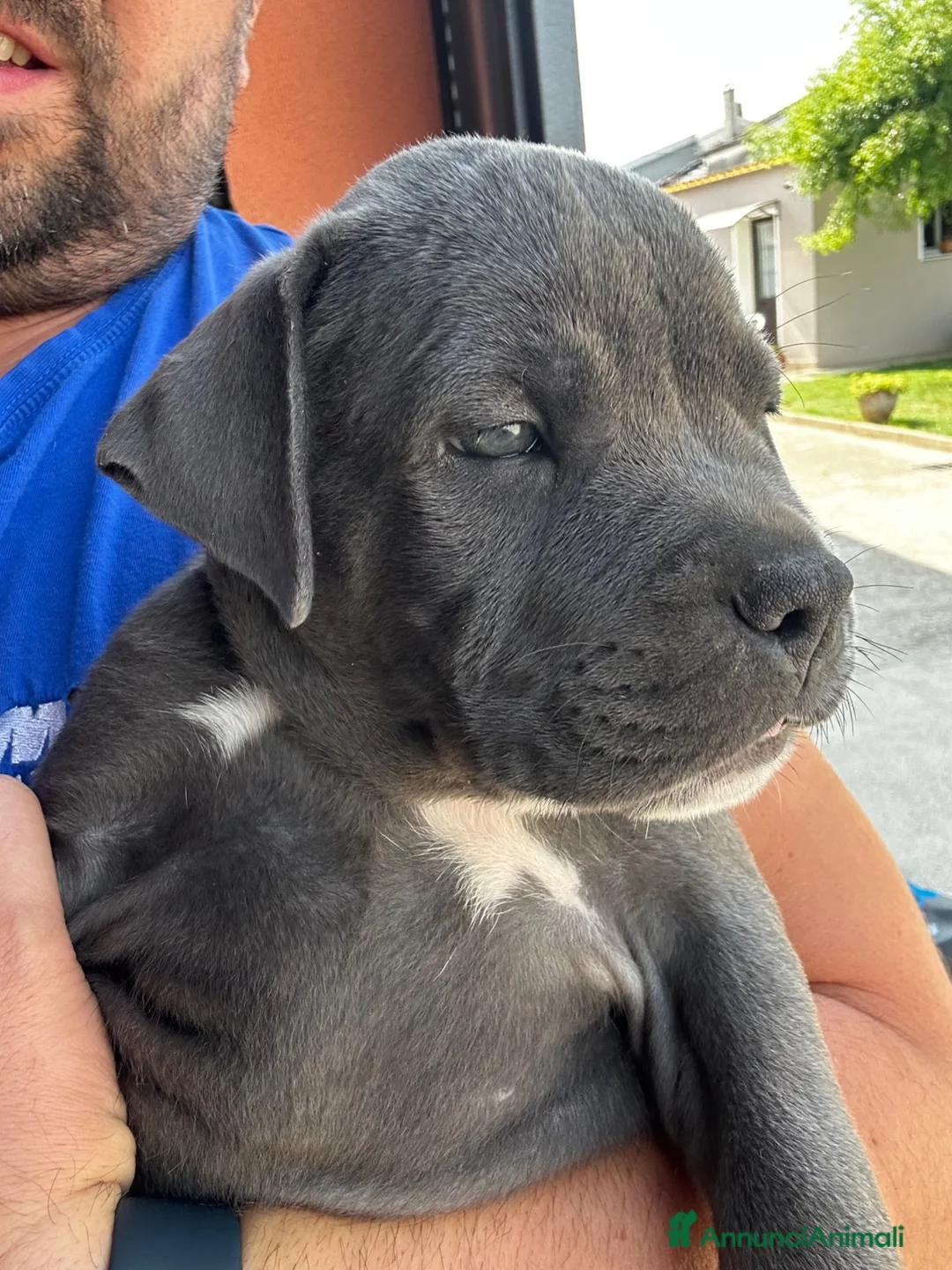 American Staffordshire cani in vendita: Ultimi 2 maschietti  a Provincia di Verona - Annuncio 3