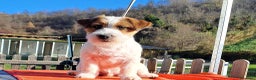 Jack Russell cani in vendita: Cucciol0 Jack ruvid0 - Annuncio 5