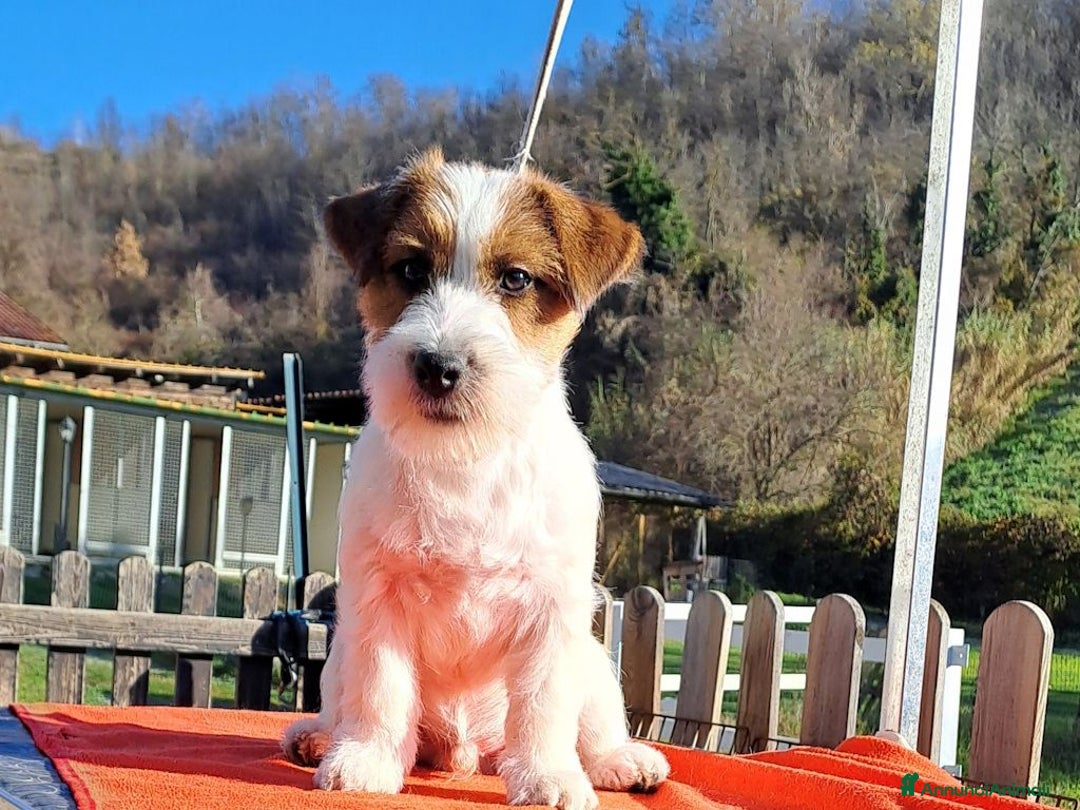 Jack Russell cani in vendita: Cucciol0 Jack ruvid0 - Annuncio 5