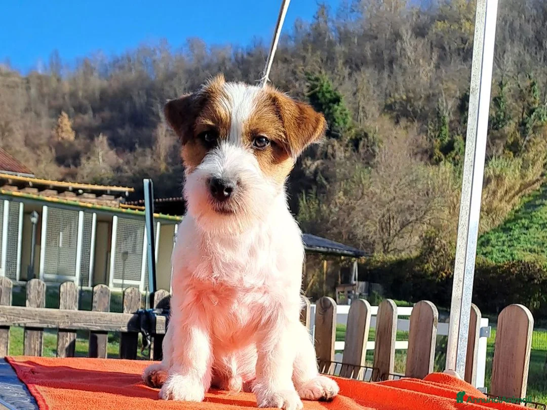 Jack Russell cani in vendita: Cucciol0 Jack ruvid0 - Annuncio 19