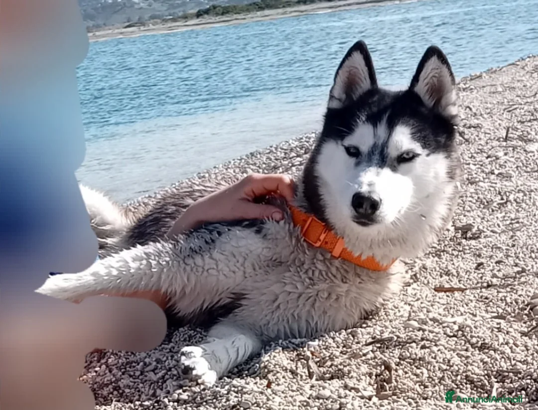 Husky cani in vendita: Cuccioli siberian husky con pedegree - Annuncio 6