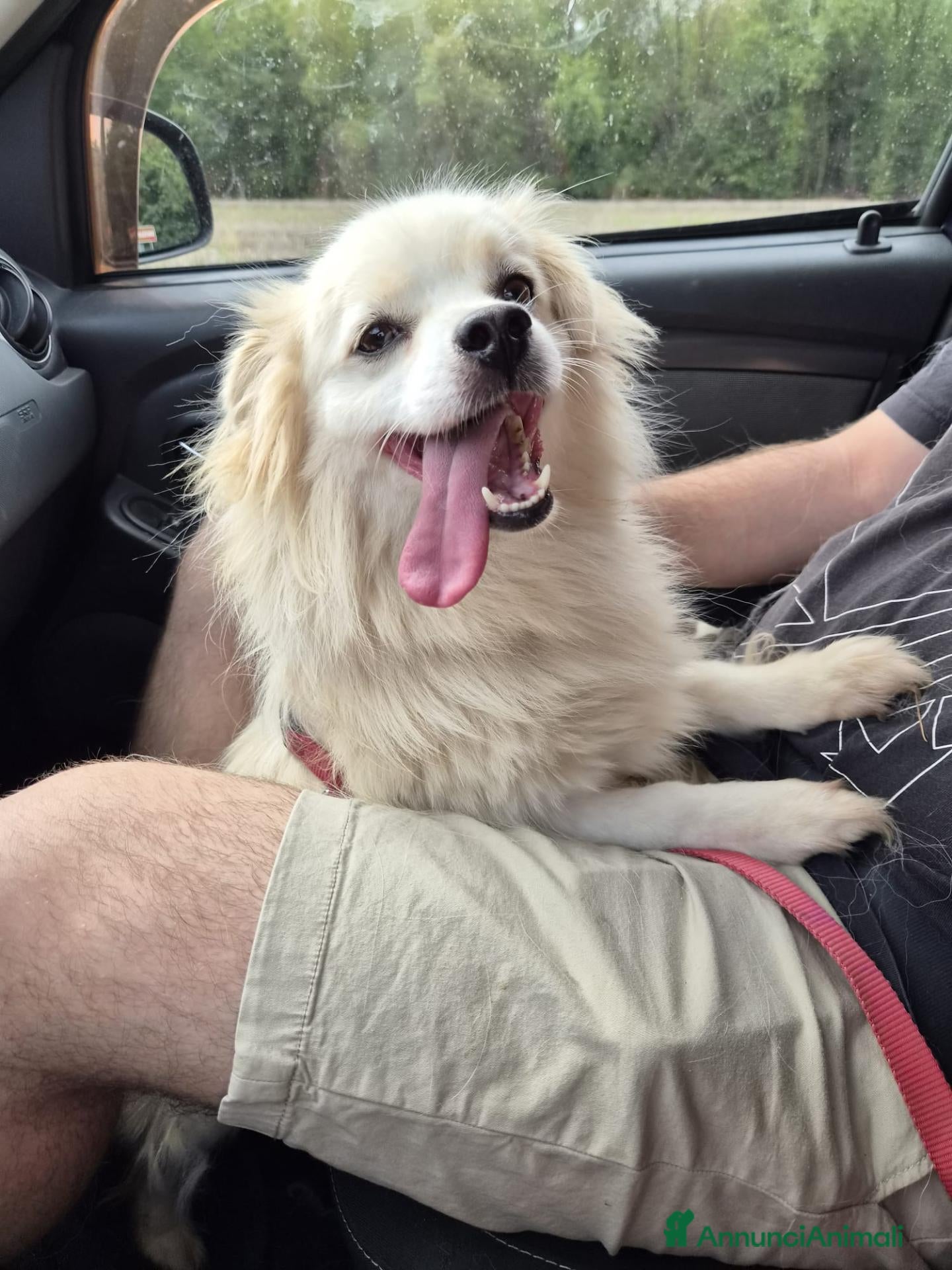 Meticcio cani in regalo: Cooki, un simil volpino giocherellone - Annuncio 4