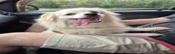 Meticcio cani in regalo: Cooki, un simil volpino giocherellone - Annuncio 1