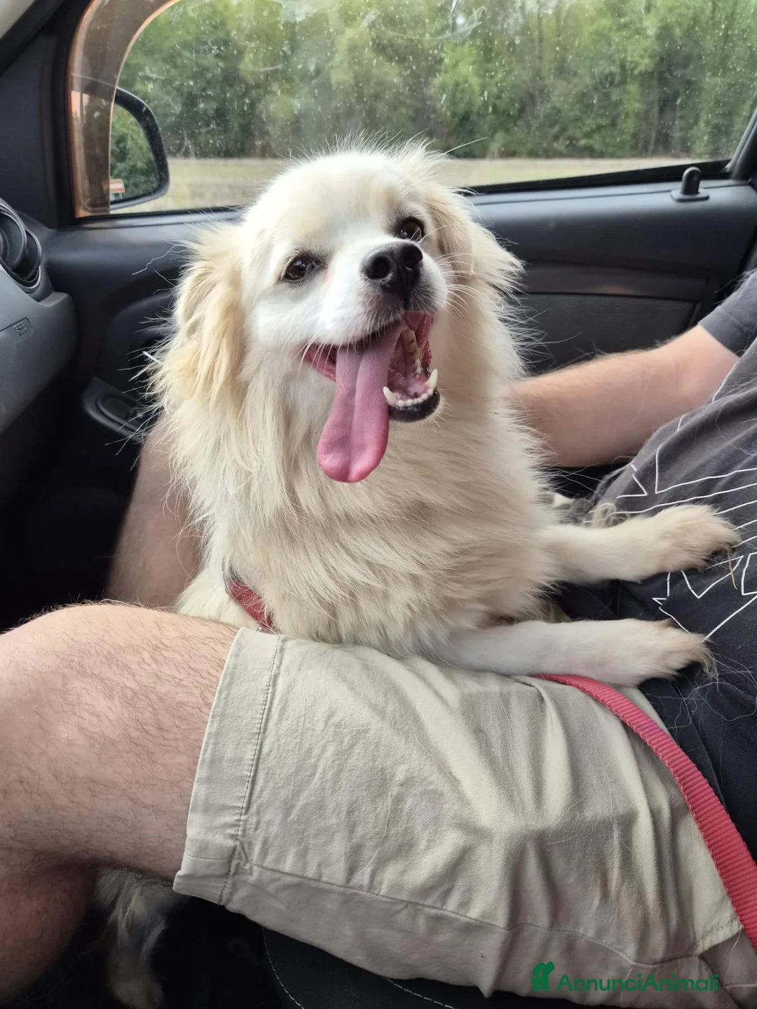 Meticcio cani in regalo: Cooki, un simil volpino giocherellone - Annuncio 1