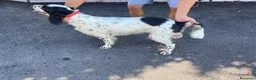 Setter Inglese cani in vendita: Cedesi setter inglese di circa 2 anni a Provincia di Salerno - Annuncio 4