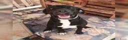 Meticcio cani in regalo: BENNY 💙  STA ANCORA ASPETTANDO LA SUA CASA a Provincia di Pesaro e Urbino - Annuncio 13