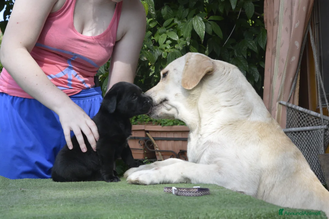 Immagine della galleria {{count}}