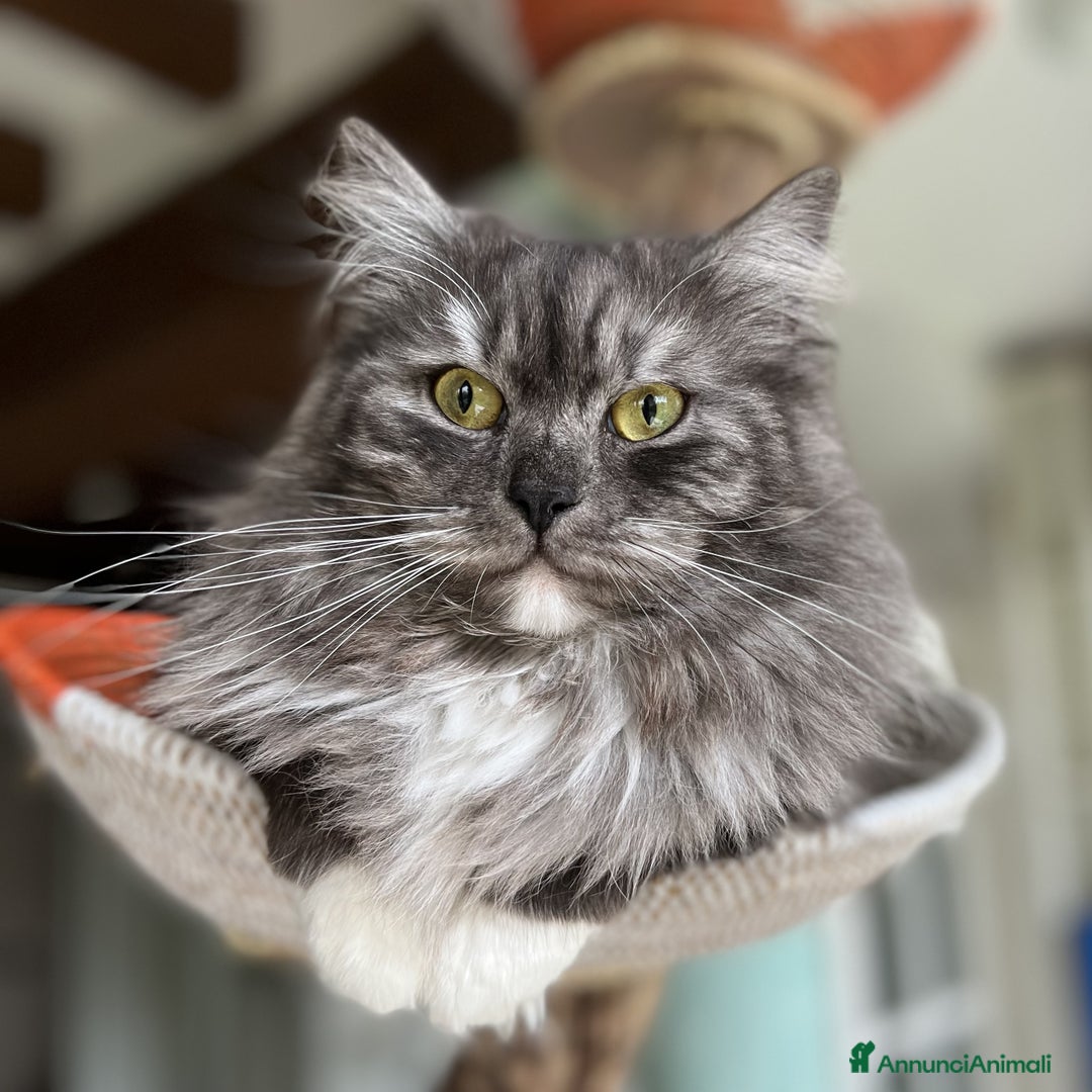 Immagine della galleria {{count}}