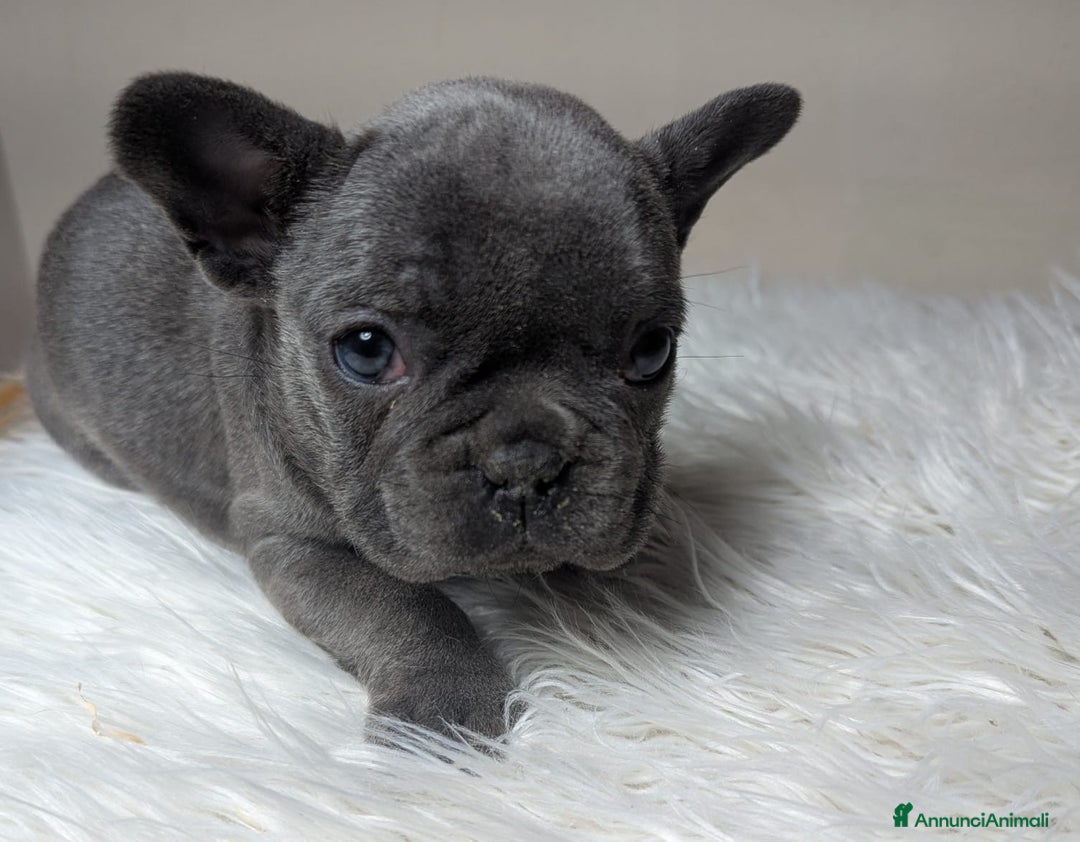 Bulldog Francese cani in vendita: Bulldog francese blu merle - Annuncio 1