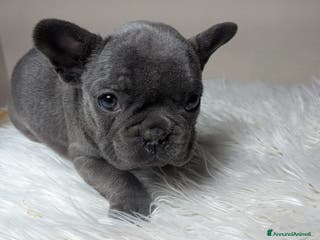 Bulldog Francese cani Bulldog francese blu merle - Annuncio 20