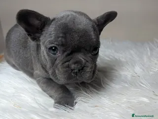 Bulldog Francese cani Bulldog francese blu merle - Annuncio 10