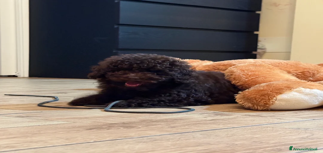 Immagine della galleria {{count}}