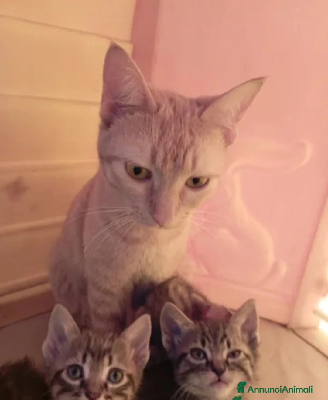 Meticcio gatti in regalo: Gattini - Annuncio 2