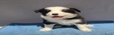 Border Collie 2