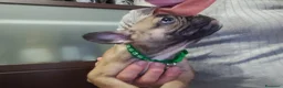 Bulldog Francese cani in vendita: Ultima cucciola di Bulldog francese cream - Annuncio 15