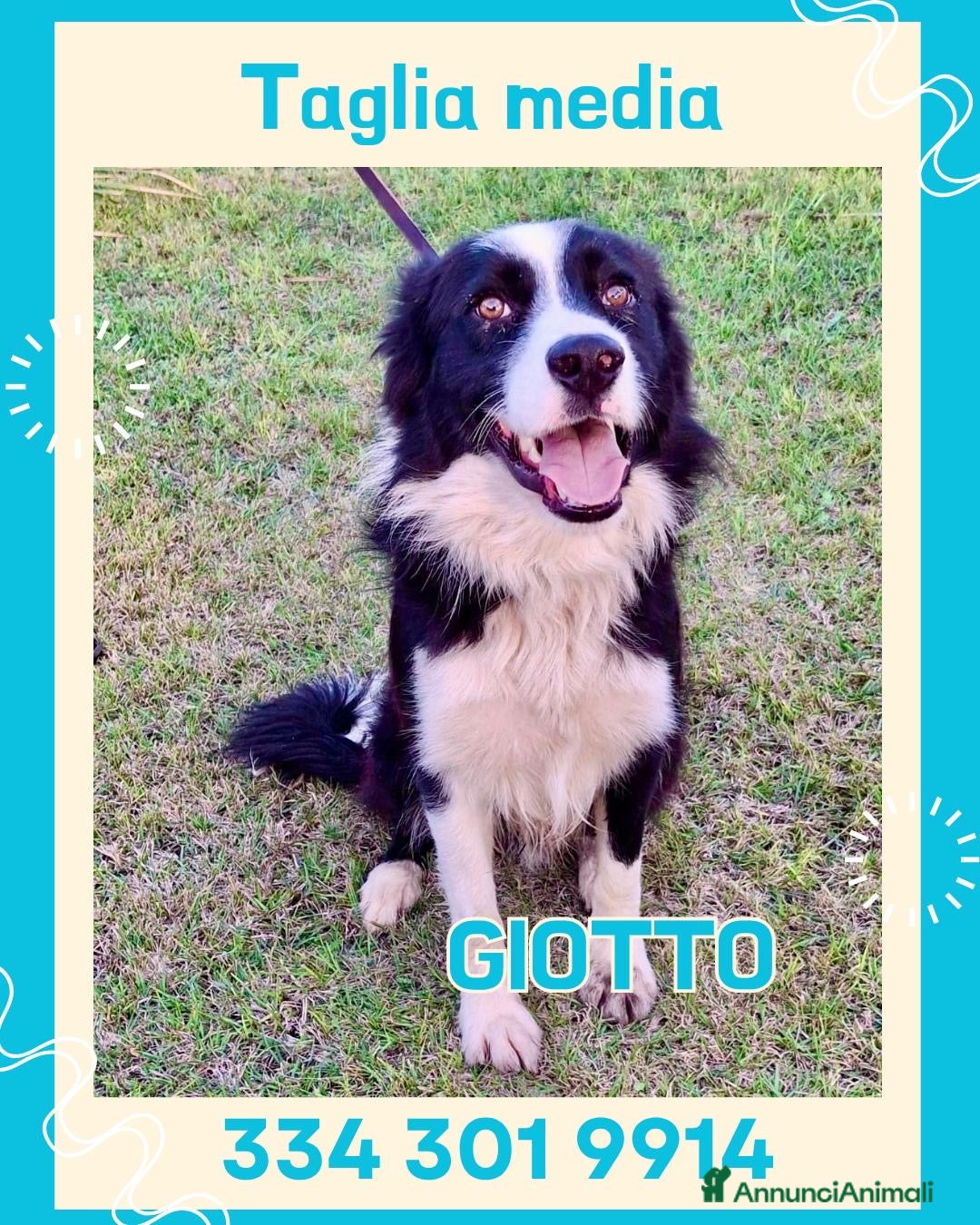 Border Collie cani GIOTTO 💙 -abbandonato, dagli un’altra possibilità - Annuncio 3