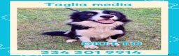 Border Collie cani in regalo: GIOTTO 💙 -abbandonato, dagli un’altra possibilità - Annuncio 1