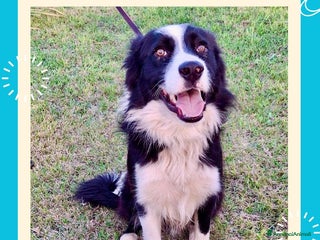 Border Collie cani GIOTTO 💙 -abbandonato, dagli un’altra possibilità - Annuncio 2
