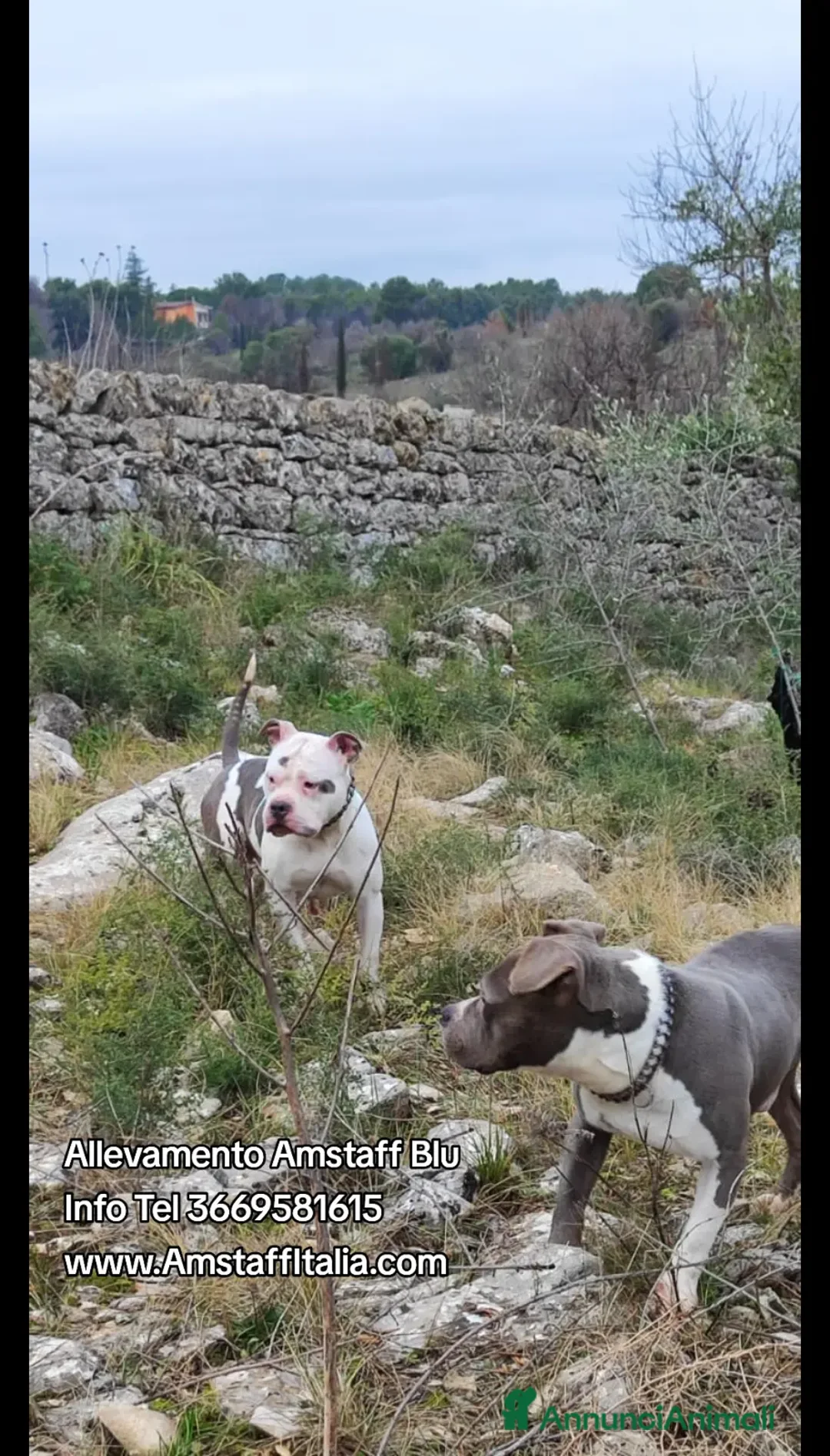American Staffordshire cani in vendita: Cucciolo Amstaff Bianco con pedigree Italia  - Annuncio 2