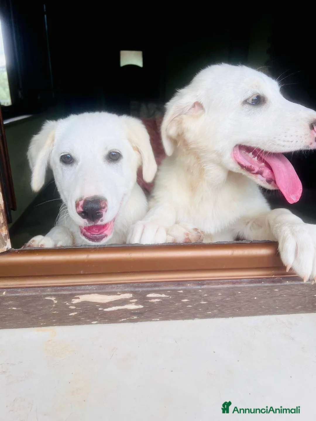 Meticcio cani in regalo: Cucciole 3 mesi e mezzo vaccinate - Annuncio 7