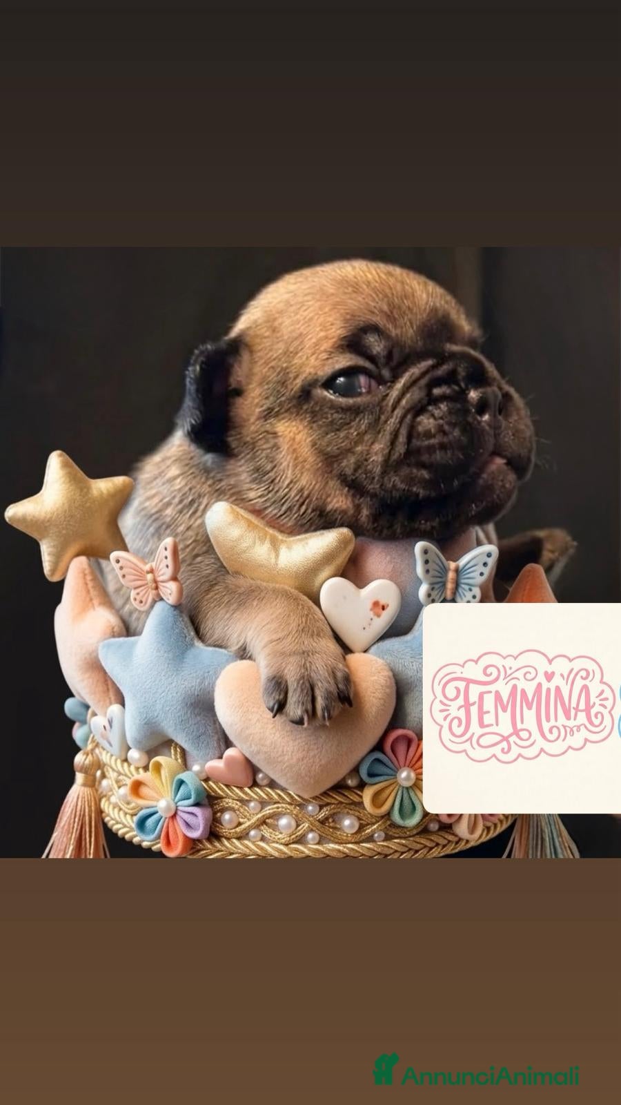 Bulldog Francese cani BULLDOGG FRANCESE CUCCIOLI MERAVIGLIOSI - Annuncio 7