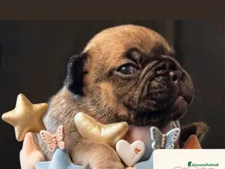 Bulldog Francese cani BULLDOGG FRANCESE CUCCIOLI MERAVIGLIOSI - Annuncio 7