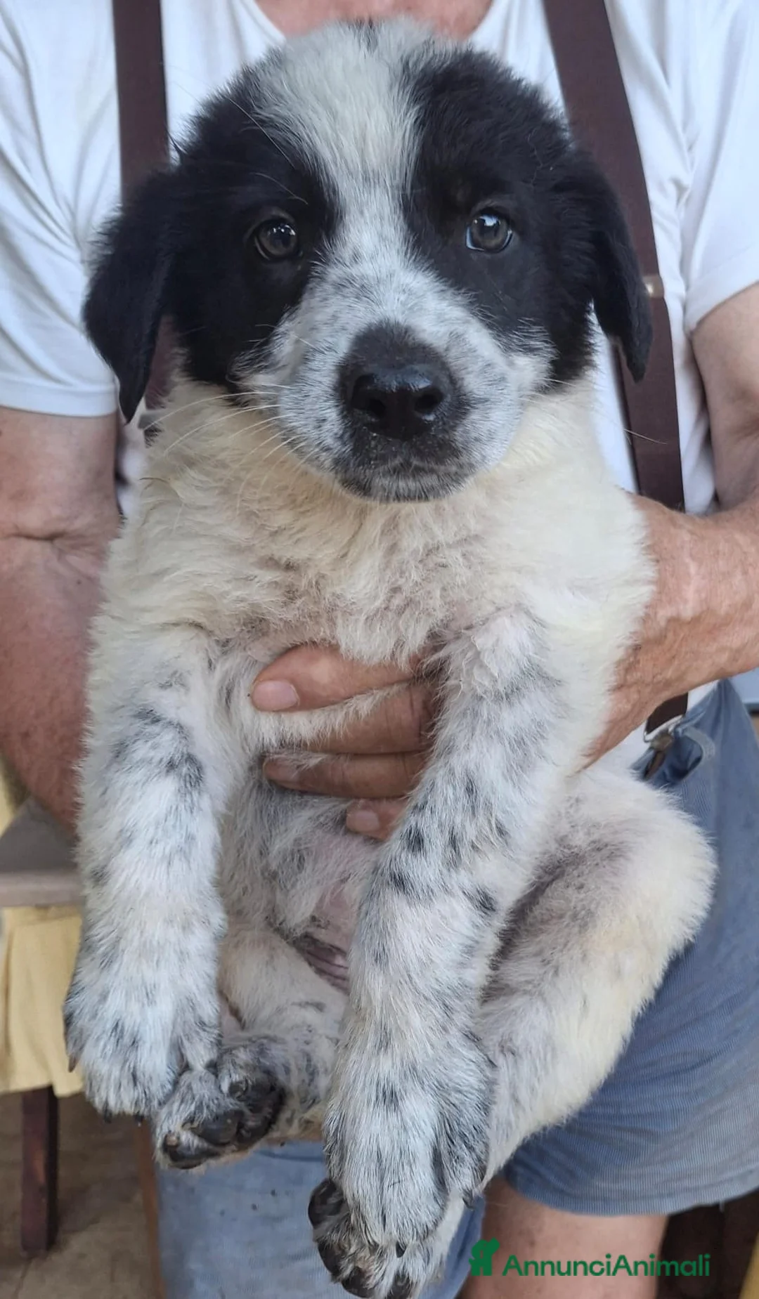 Meticcio cani in regalo: GIULIA 🩷 una storia tutta da scrivere a Provincia di Asti - Annuncio 2
