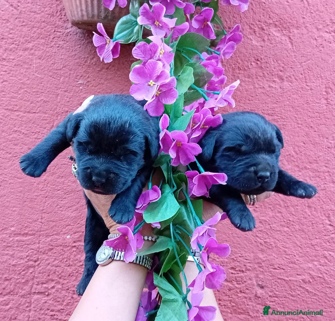 Labrador cani in vendita: Cuccioli di labrador  - Annuncio 14