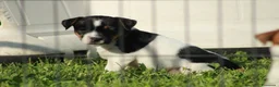 Jack Russell cani in vendita: Jack Russell terrier femmine pedigree - Annuncio 11