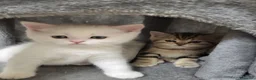 British gatti in vendita: Vendo 6 bellissimi cuccioli di british.  - Annuncio 5